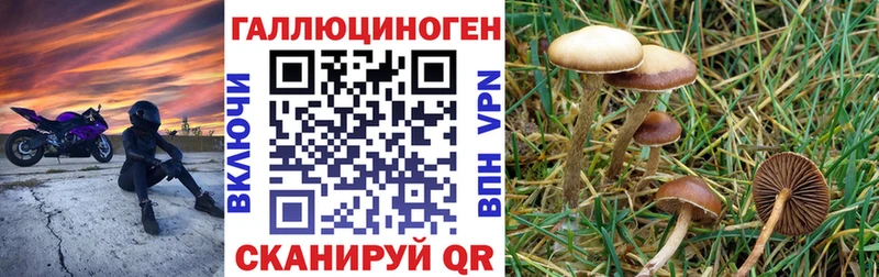 Галлюциногенные грибы Cubensis Гурьевск